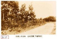藏品(臺北苗圃)的圖片