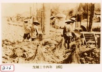 藏品(割稻)的圖片