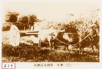 藏品(牛車)的圖片