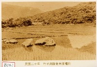 藏品(竹子湖蓬萊米原種田)的圖片