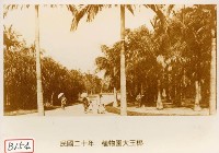 藏品(植物園大王椰)的圖片