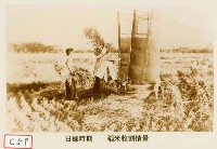 藏品(日據時期稻米收割情形)的圖片