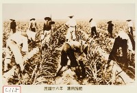 藏品(蔗田施肥)的圖片