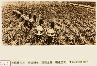 藏品(蔗田翻土)的圖片