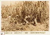 藏品(日據時期的甘蔗人工採收)的圖片