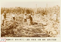 藏品(採收甘蔗之二--調製 及剔尾 剝葉 削根 截為五尺長短)的圖片