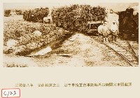 藏品(甘蔗輸運之三 以牛車拖至台車鐵軌再以機關火車頭載運)的圖片