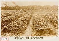 藏品(樟目苗圃)的圖片