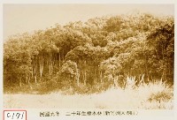 藏品(二十年生樟木林)的圖片