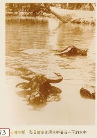 藏品(日治時期水牛照)的圖片