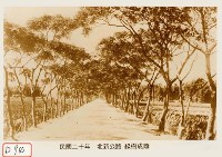 藏品(北新公路 綠樹成蔭)的圖片