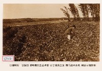 藏品(甘藷田 昔時農民生活清苦 以甘藷為主食 偶而混米合煮 稱為甘藷簽粥)的圖片