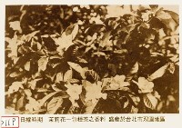 藏品(茉莉花)的圖片