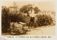 藏品(以竹竿撐動之台車車上竹椅供客人乘坐用)的圖片