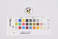 藏品(高雄縣戶政人員胸章)的圖片