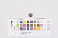 藏品(吏員徽章)的圖片