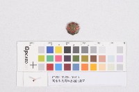 藏品(高雄州-男青年團-團員徽章)的圖片