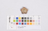 藏品(消防組-善行章)的圖片