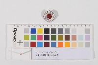 藏品(台中州國防義會-會員章(臺中州國防義會-會員章))的圖片