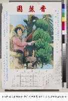 藏品(香蕉園節目宣傳海報)的圖片
