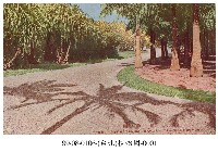 藏品(臺北植物園)的圖片