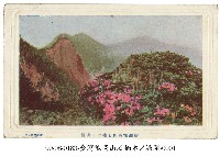 藏品(能高山上盛開的石楠木)的圖片