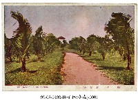 藏品(臺南椰子林)的圖片