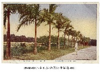 藏品(臺北植物園椰子樹林)的圖片