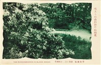 藏品(【草山溫泉】-明信片（草山溫泉路傍にほころ柘楠花）)的圖片