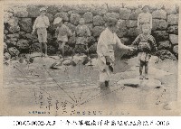藏品(小笠原群島海龜養殖)的圖片