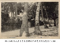 藏品(馬紹爾群島海岸道路)的圖片