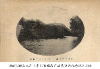 藏品(帛琉島上紅樹林)的圖片