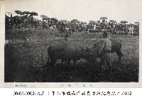 藏品(琉球當地鬥牛情形)的圖片