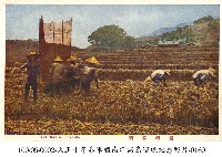 藏品(稻獲)的圖片