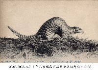 藏品(穿山甲)的圖片