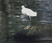 藏品(公園內的生命軌跡)的圖片