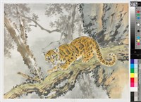 藏品(深山雲豹)的圖片