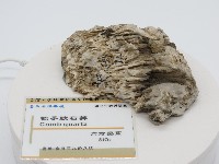 藏品(梳子狀石英)的圖片