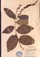 藏品(大葉蒟)的圖片