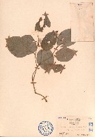 藏品(假蒟、蛤蒟)的圖片