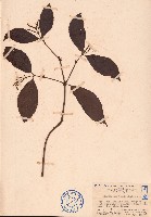 藏品(海南草珊瑚)的圖片