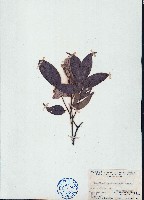 藏品(黄杞)的圖片