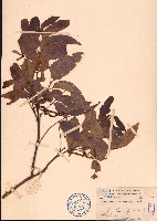 藏品(黄杞)的圖片