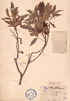 藏品(黄杞)的圖片