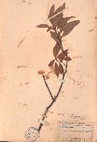 藏品(櫟子青岡、櫟子椆)的圖片