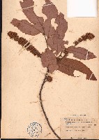 藏品(印度錐、山針楣(海南)、印度栲、印度苦楮)的圖片