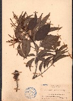 藏品(臺灣苦櫧)的圖片