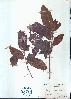 藏品(櫟子青岡、櫟子椆)的圖片