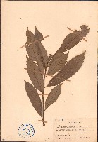 藏品(煙斗柯、煙周椆)的圖片