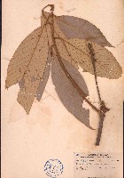 藏品(瘤果柯)的圖片